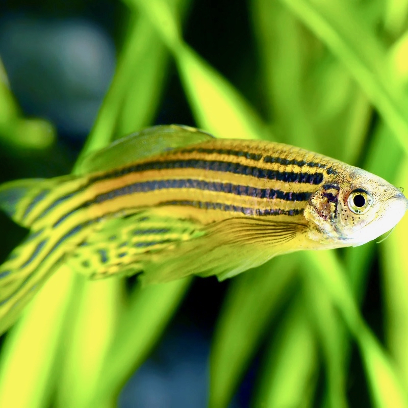 Brachydanio rerio   Zebradanio sluier L